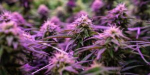 Mini Buds vs Premium Flower