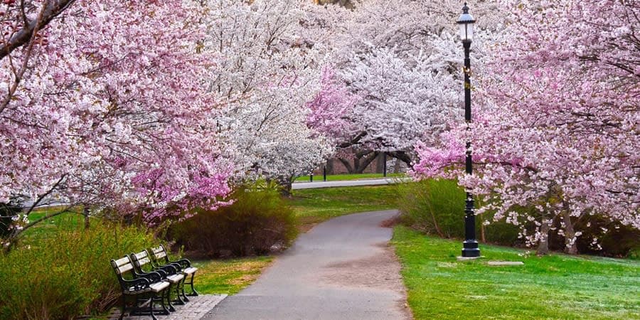 Cherry blossom trees in full bloom lining a park path with benches and a lamppost, enhancing the community atmosphere near Uforia Dispensary in Newark, NJ.