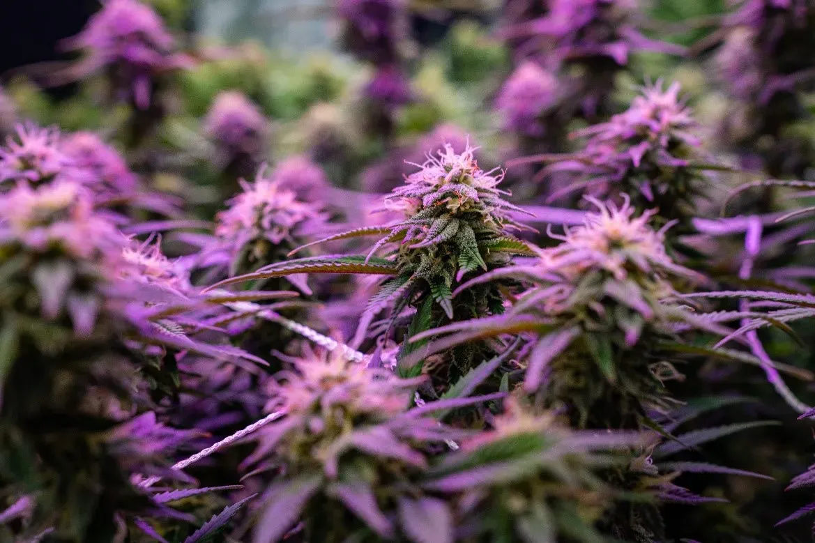 Close-up of flowering cannabis plants with purple hues