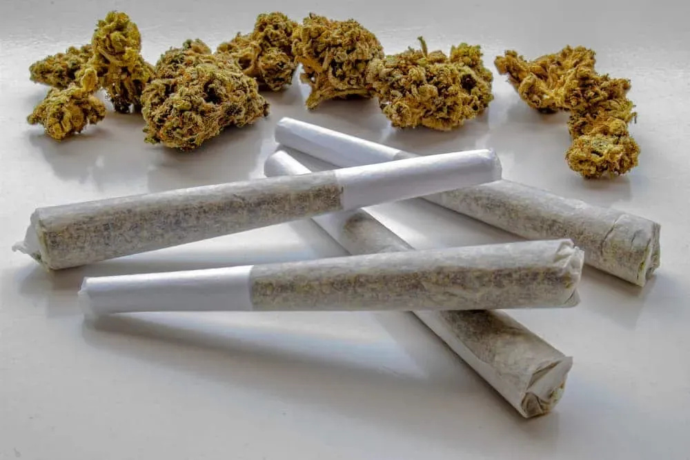 Cannabis buds and pre-rolled joints on a white surface