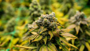 Cannabis Plant