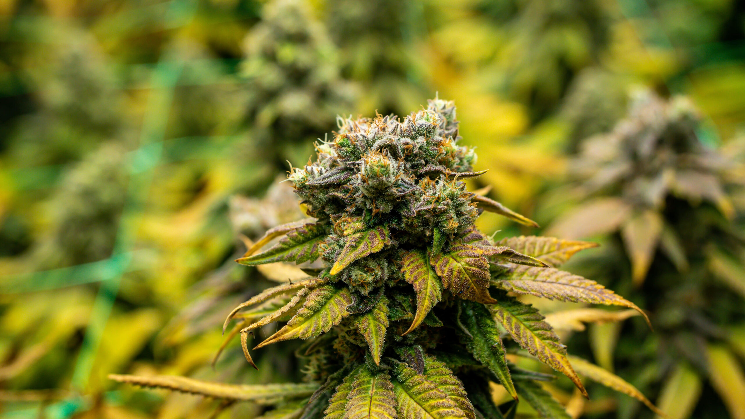 Cannabis Plant