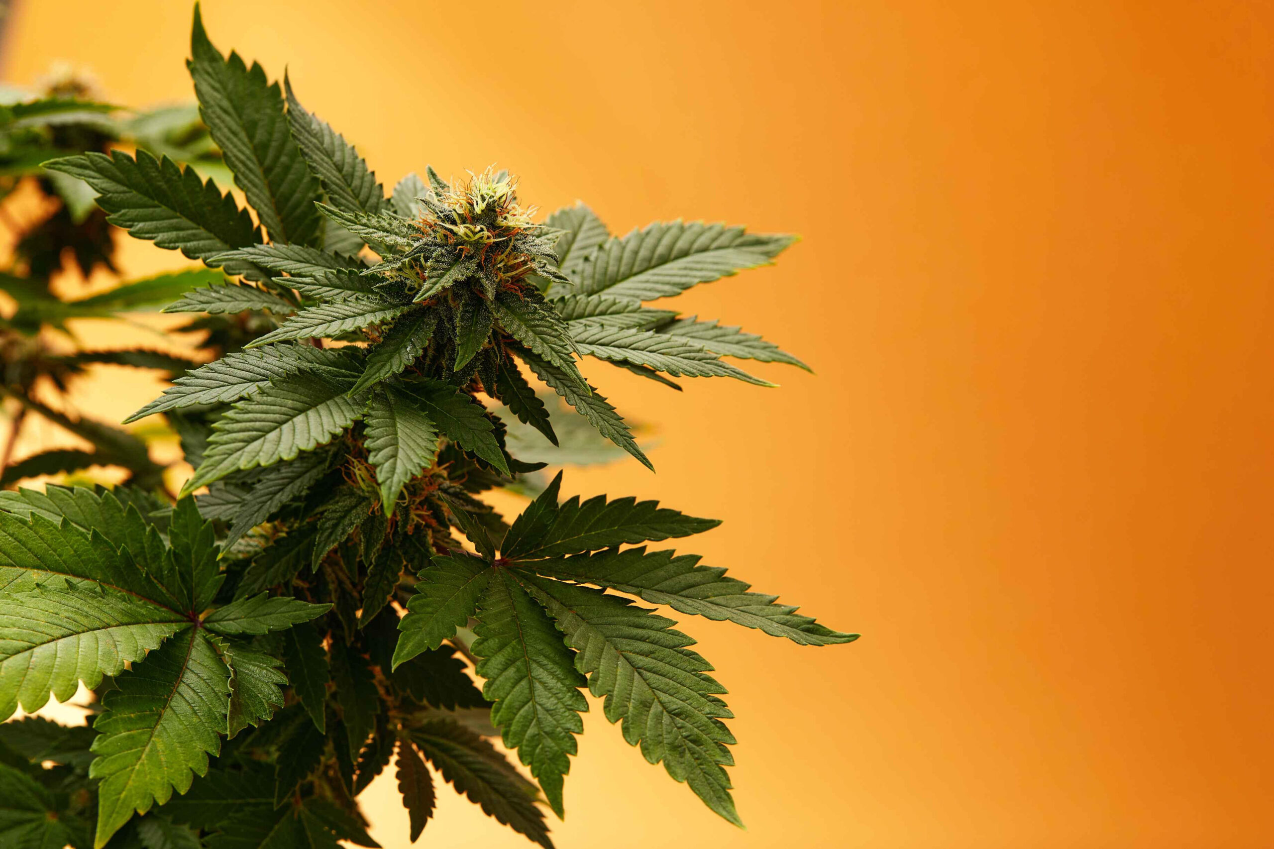A cannabis plant featuring vibrant green leaves and flowering buds