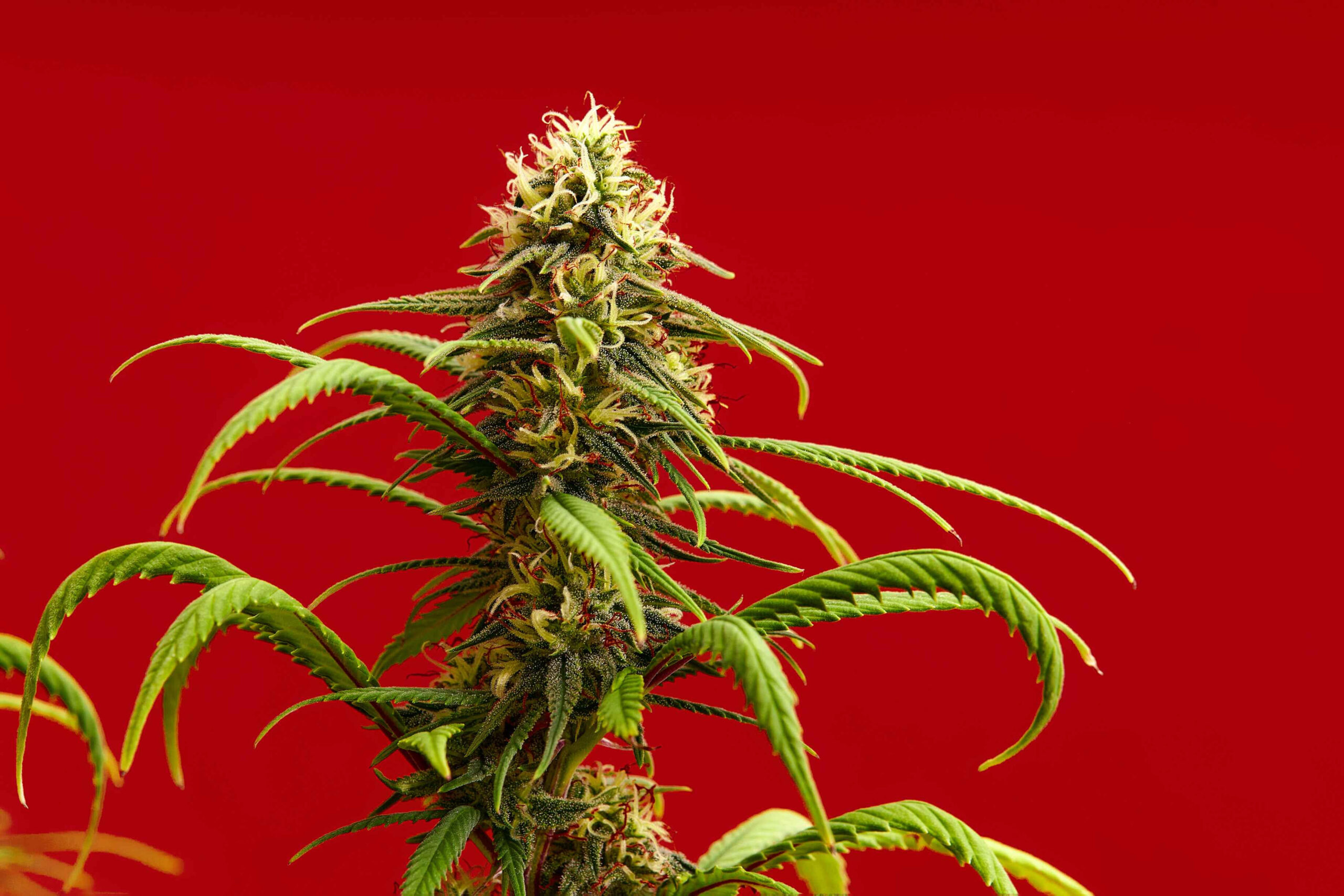 Cannabis Plant